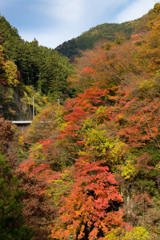 紅葉（秩父市大滝）