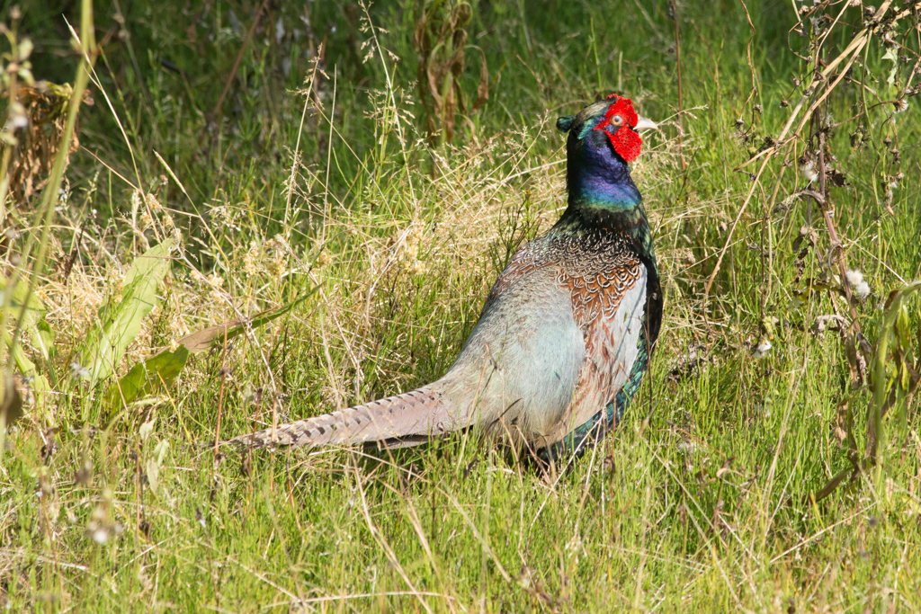 DSC_1770