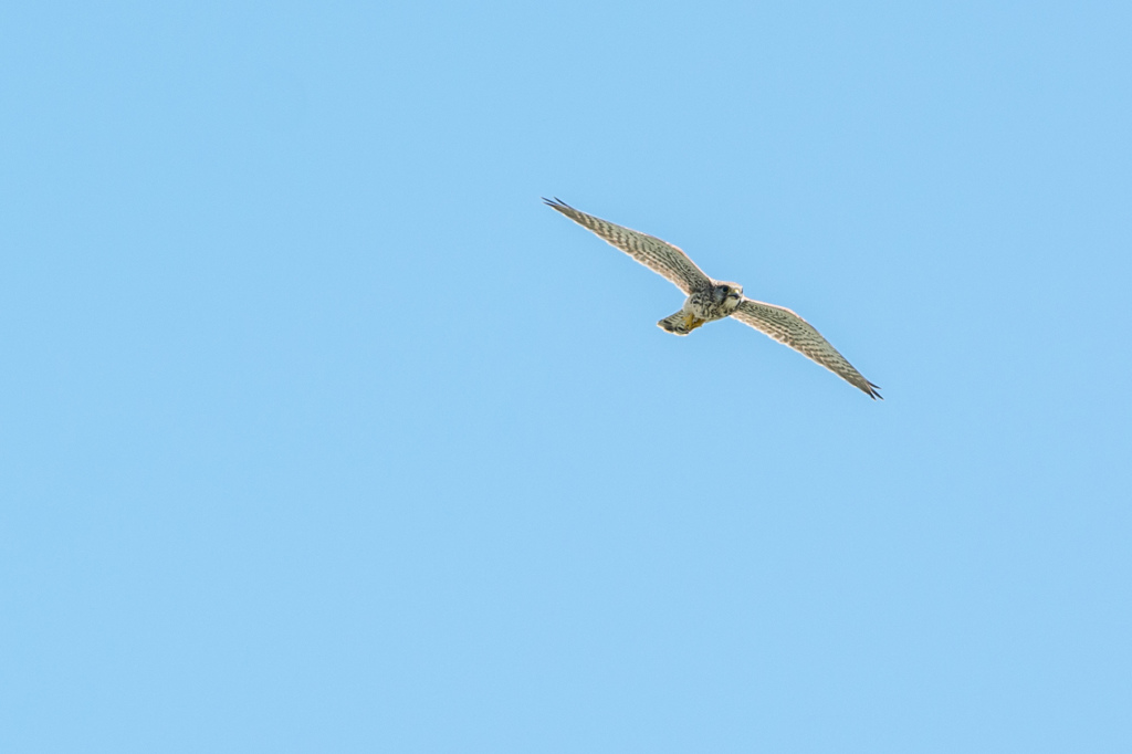 DSC_4790