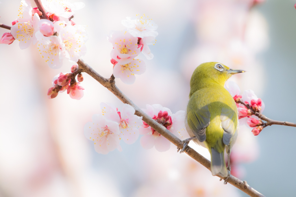 新春