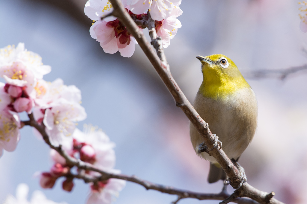 春の訪れ