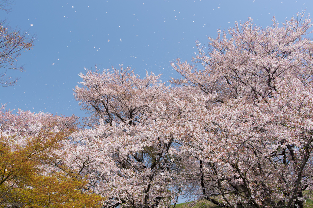 散りゆく桜
