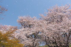 散りゆく桜