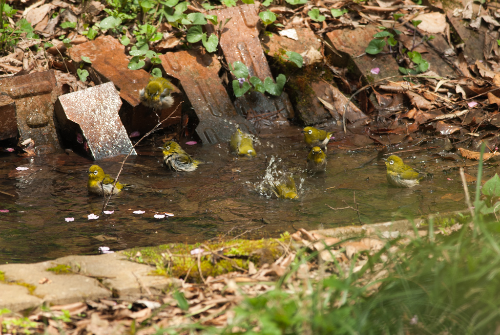 みんなで水浴び