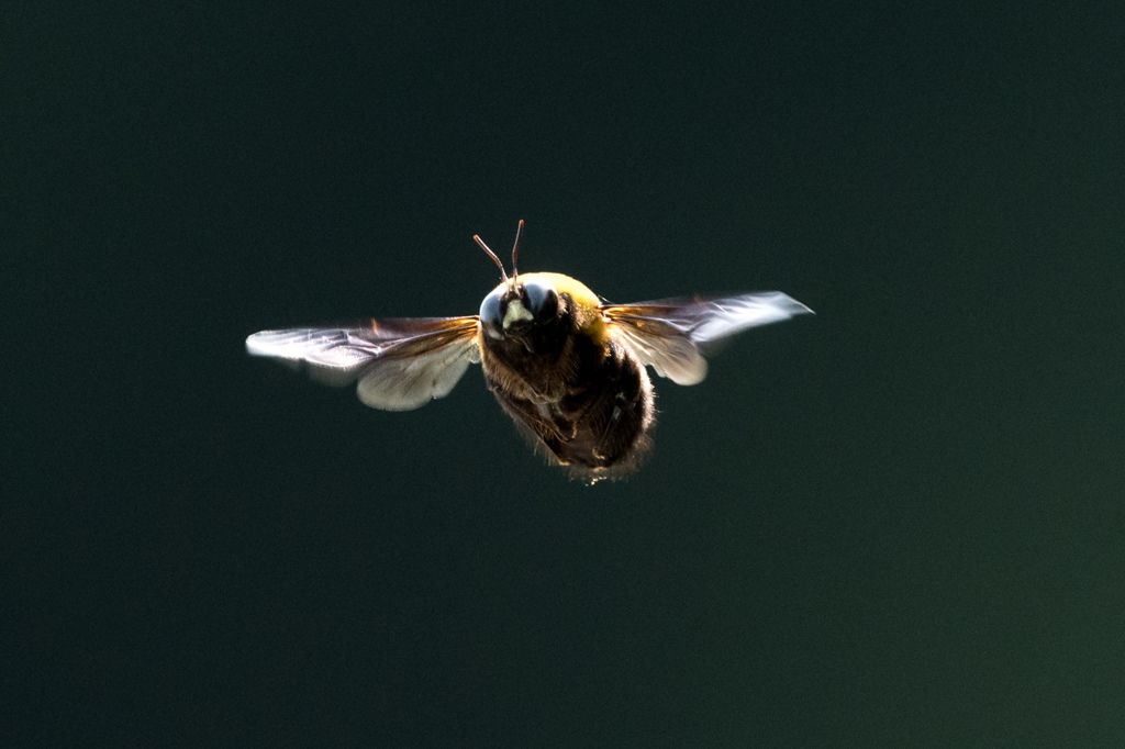 Hovering