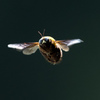 Hovering