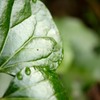 蜘蛛？ダニ？