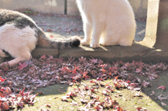 Autumn Cat