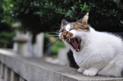 Shout!