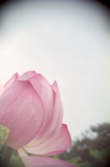 Pink Lotus Flower