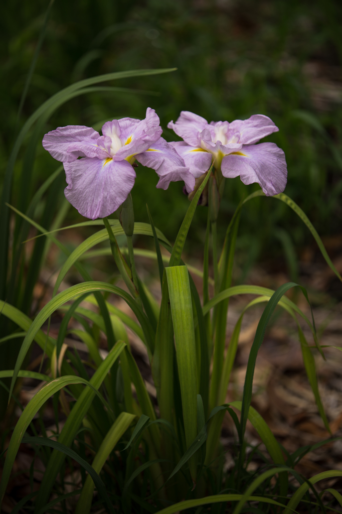 花菖蒲