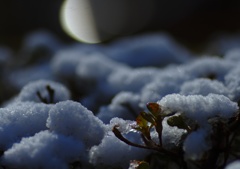 雪