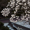 春彩