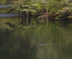 湖面に佇む