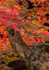 紅葉 II