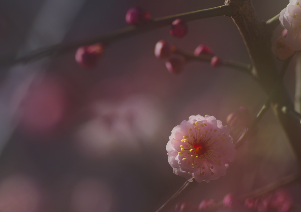 紅梅