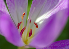 青い花