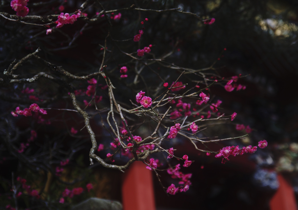 久遠寺の春