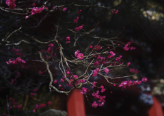 久遠寺の春