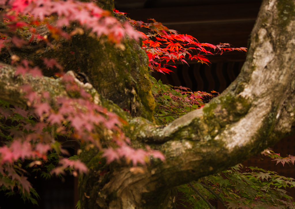 紅葉 I