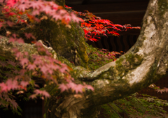 紅葉 I