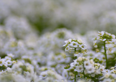 小さな花園