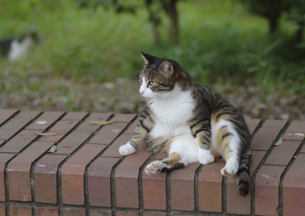 吾輩は猫である