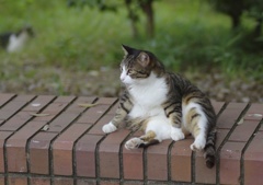 吾輩は猫である