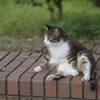 吾輩は猫である