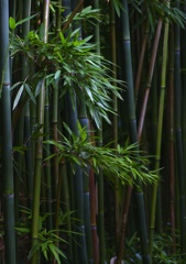 清清