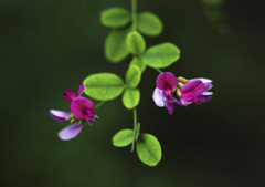萩の花
