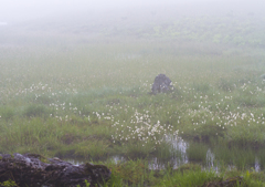 霧の八島ヶ原湿原　II