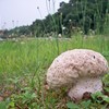 きのこ