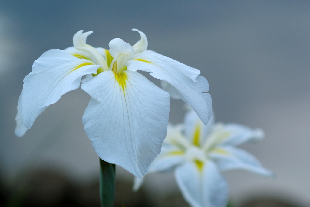 白菖蒲 By Short F Id 写真共有サイト Photohito 白菖蒲 By Short F Id 写真共有サイト Photohito