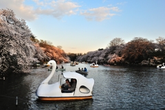 14年4月  吉祥寺　井の頭公園2