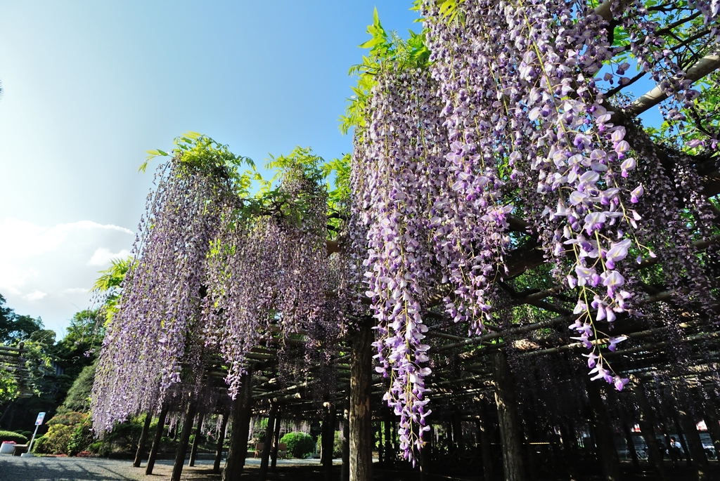 14年5月  藤の牛島1 (埼玉県 春日部市)