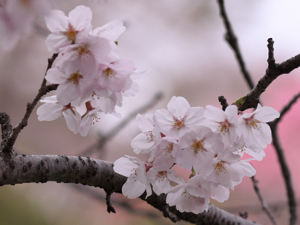 桜４
