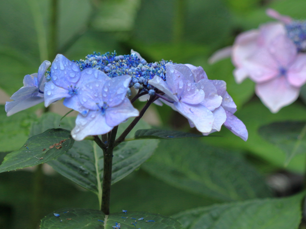 紫陽花