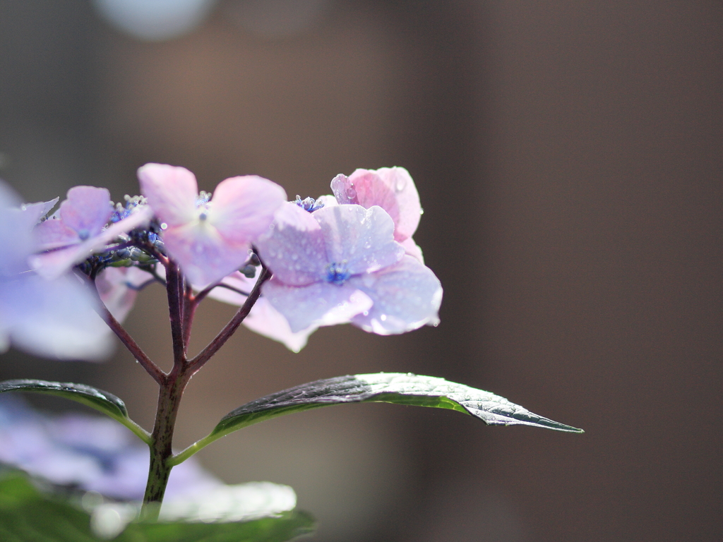 紫陽花 6