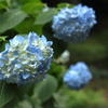 紫陽花３