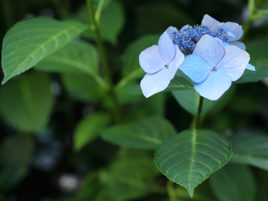 紫陽花 １０
