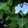 紫陽花 １０