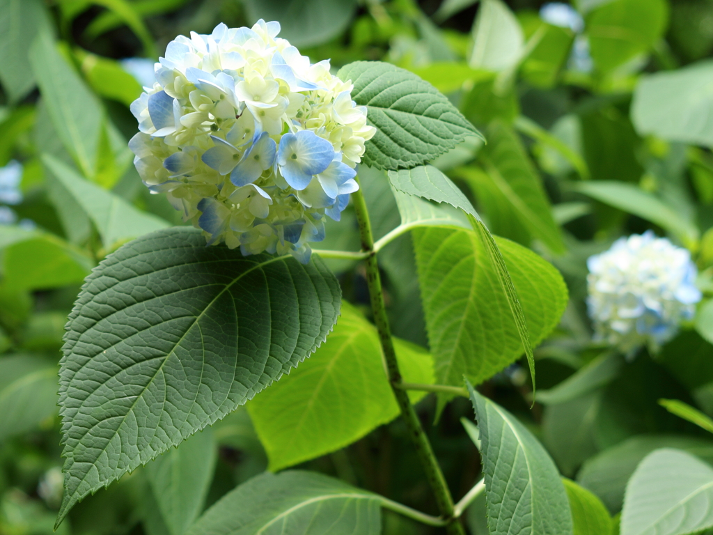 紫陽花４
