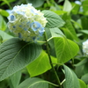 紫陽花４
