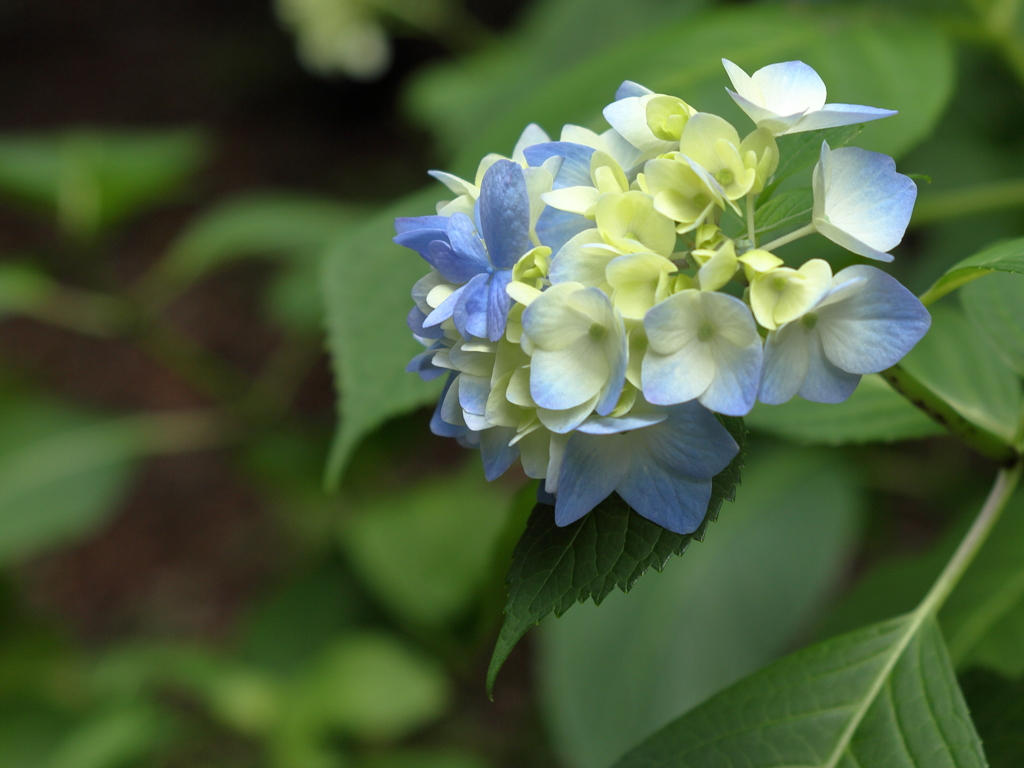 紫陽花２