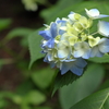 紫陽花２