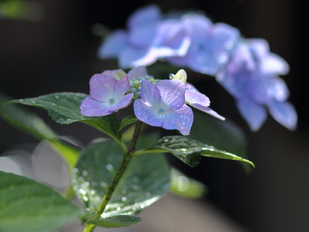 紫陽花 7