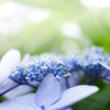 紫陽花 ９