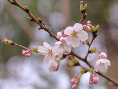 桜３