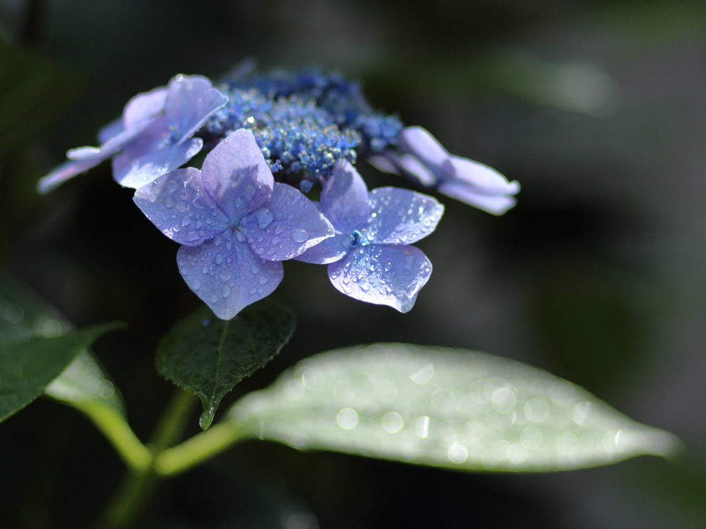 紫陽花 ５